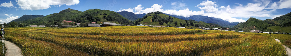 Paisaje de un campo de arroz en vietnam
