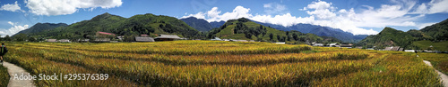 Paisaje de un campo de arroz en vietnam