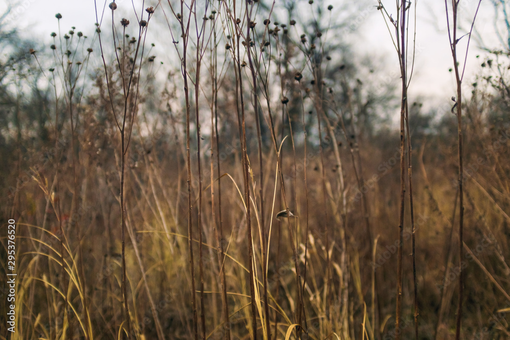 dried flowers and grass in a prairie in late afternoon winter light with bare trees in the background dried flowers and grass in a prairie in late afternoon winter light with bare trees in the background