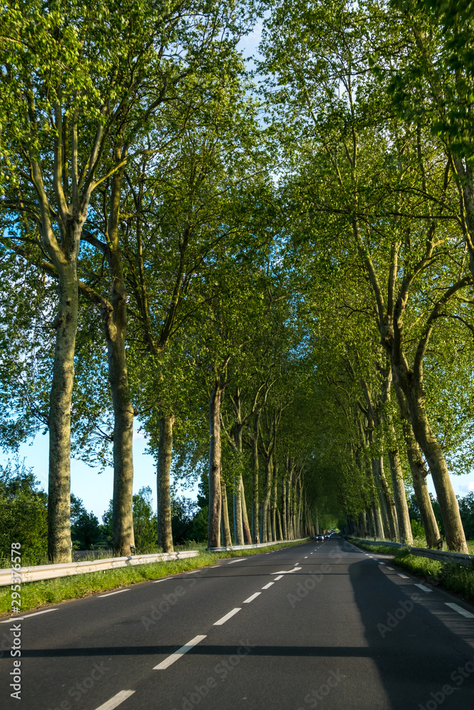 Fototapeta premium Beautiful straight road and green trees