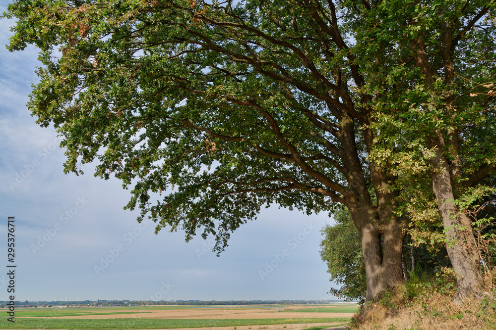 alte Stieleiche an einem Feld alte Stieleiche an einem Feld