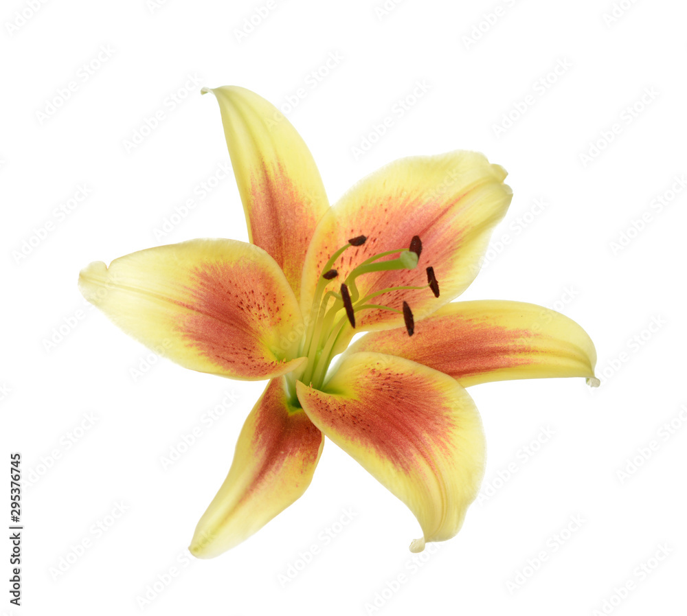 single yellow lily