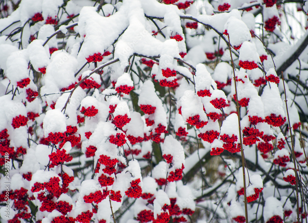 Background with bright red berries of mountain ash under snow