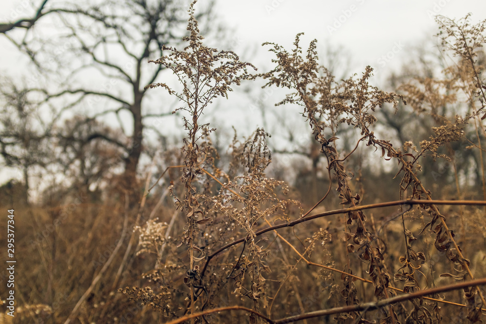 Obraz premium dried goldenrod flower in a prairie in late afternoon winter light with bare trees in the background