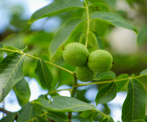 Wallpaper Mural Young walnuts on the tree at sunset. Torontodigital.ca