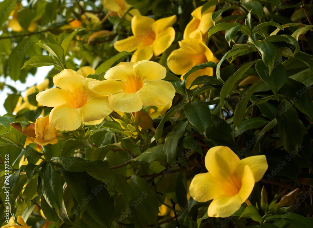 Obraz premium yellow flowers green leaves and sun