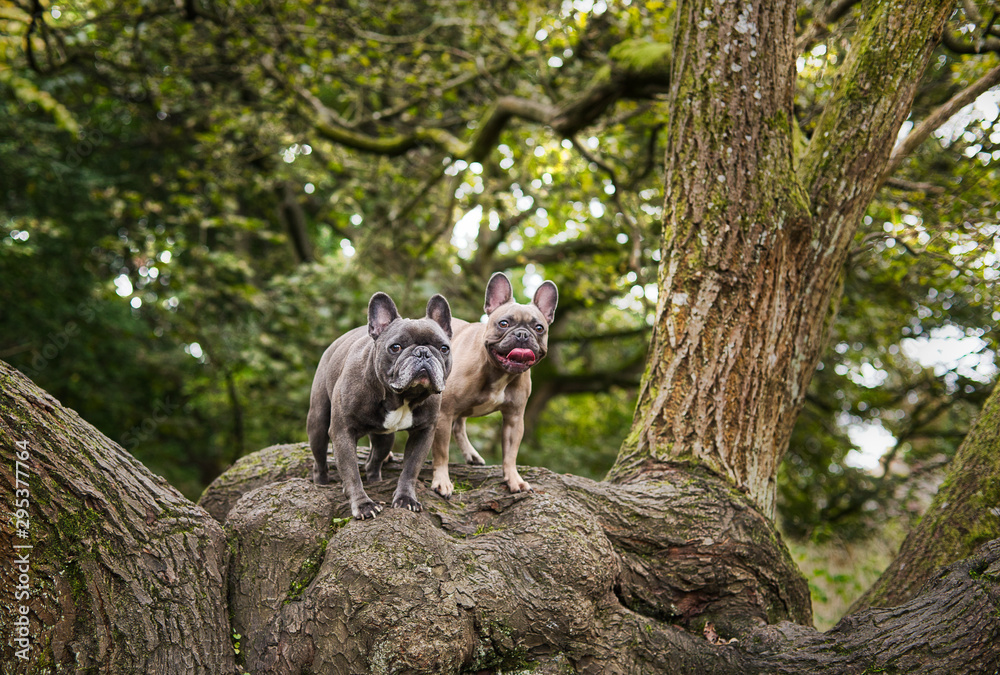 Fototapeta premium The French Bulldog