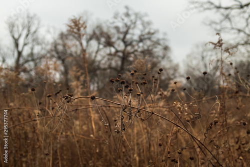 dried leaves and flowers in a prairie in late afternoon winter light with bare trees in the background