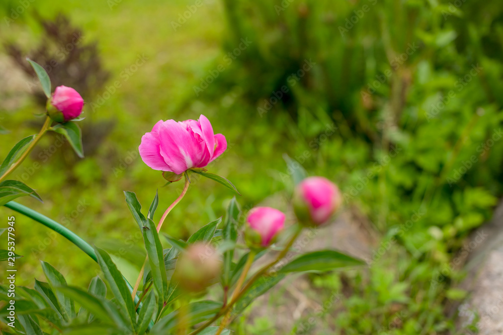 Unopened peony bud in the summer garden.peonies in the garden. Blooming red peony.flowers on a blurry background, blank for a designer, botanical garden, postcard on a holiday.Copy space Unopened peony bud in the summer garden.peonies in the garden. Blooming red peony.flowers on a blurry background, blank for a designer, botanical garden, postcard on a holiday.Copy space