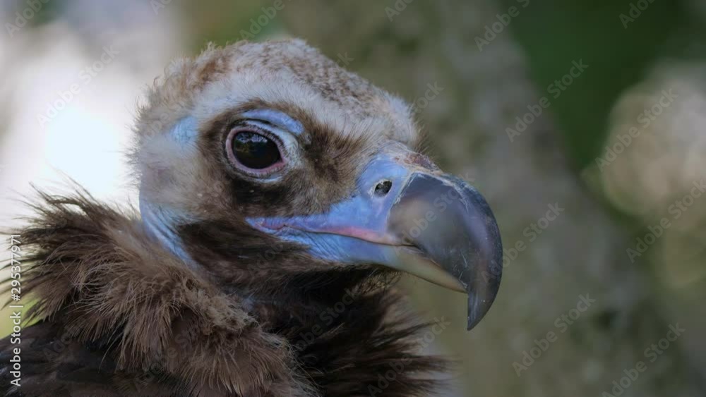 Cinereous vulture (Aegypius monachus) in the zoo or in a nature park. Close up portrait. Cinereous vulture (Aegypius monachus) in the zoo or in a nature park. Close up portrait.