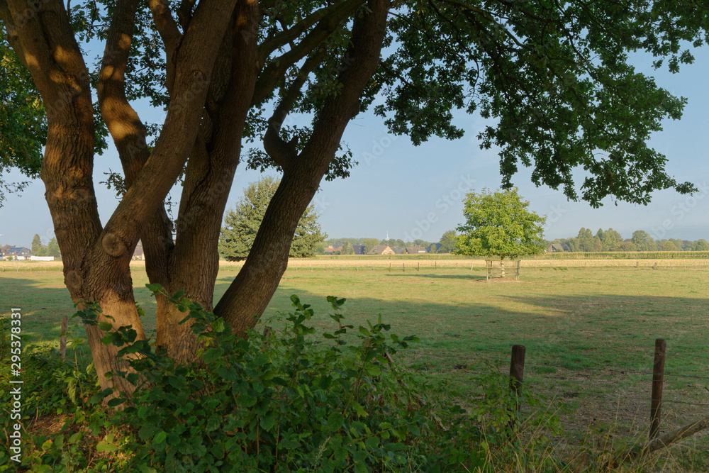 alte Stieleiche an einer Wiese alte Stieleiche an einer Wiese