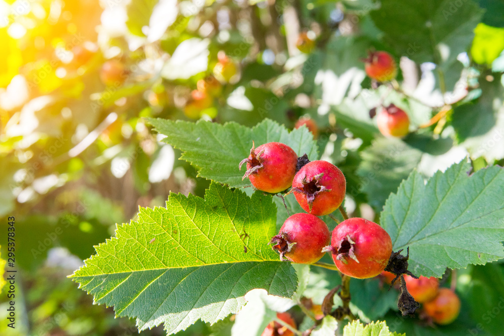 crataegus on nature background in the rays of the morning sun crataegus on nature background in the rays of the morning sun
