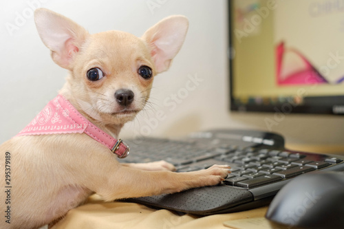 Small beige chihuahua typing on keyboard, computer, mouse © tselykh