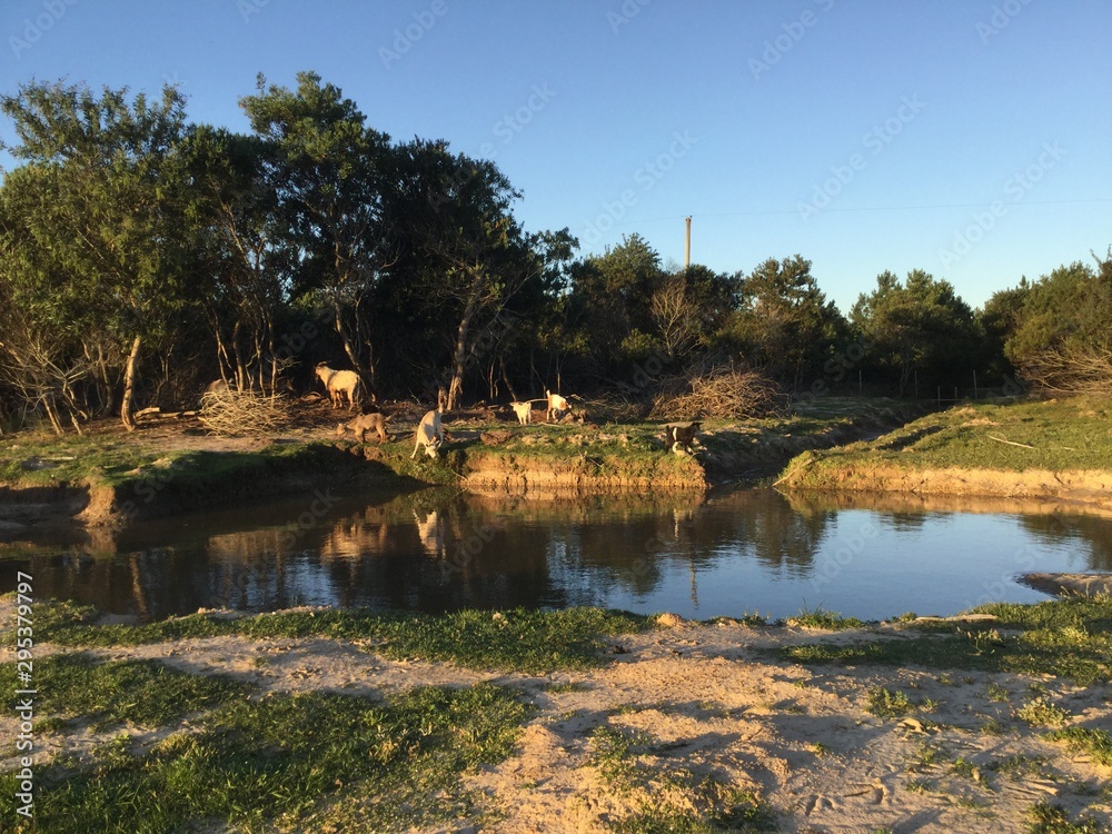 Obraz premium landscape with river and trees