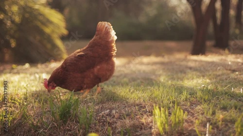 Beautiful chicken eat grass and grain on the farm photo