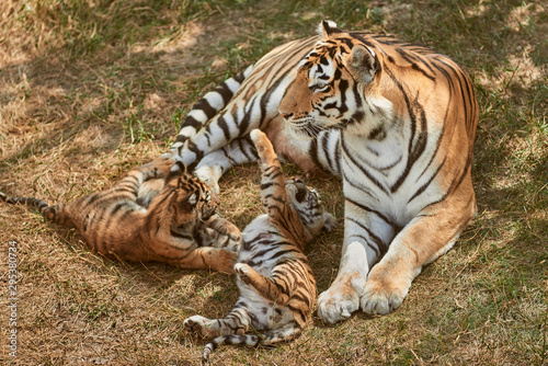 Photography Mom tigress with two babies