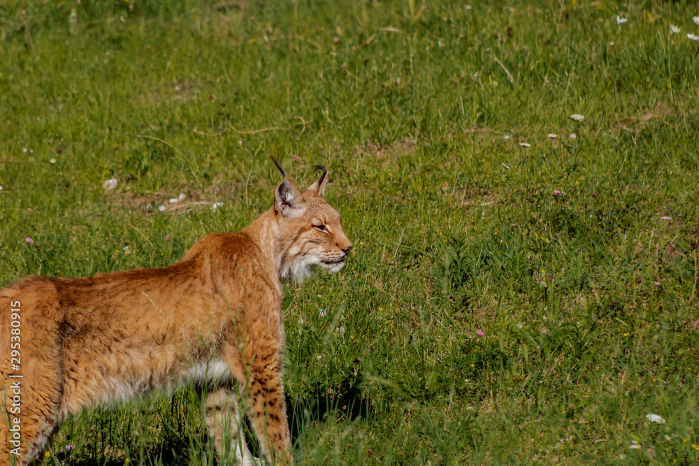 Fototapeta premium a boreal lynx resting on top of a rock