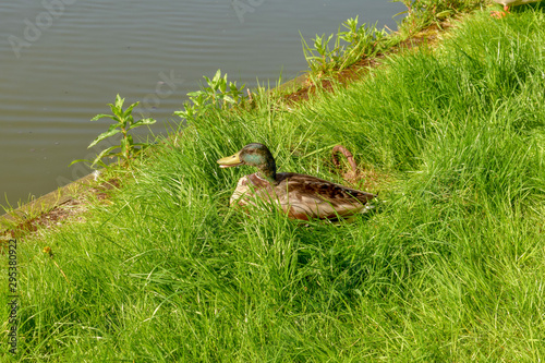 Duck