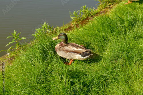 Duck