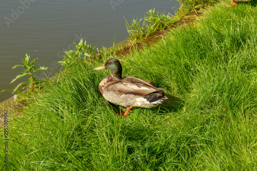 Ducks