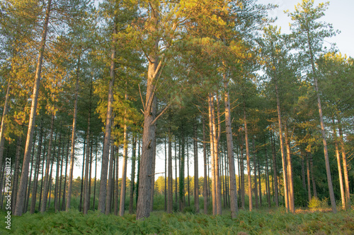 Forest