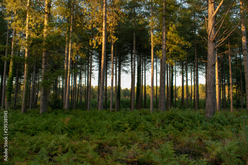 Forest