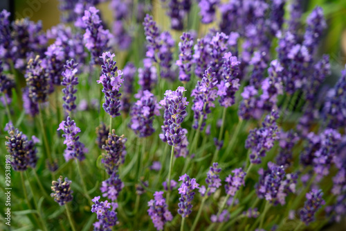 Lavender in full bloom, Poland © janmiko