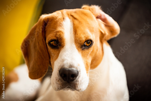 Beagle dog with one ear flipped up on sofa indoors