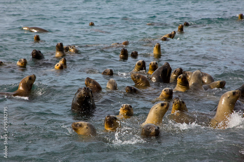 Lobo marino de dos pelos u Oso marino sudamericano (Arctocephalus australis),Puerto Deseado,Patagonia, Argentina photo