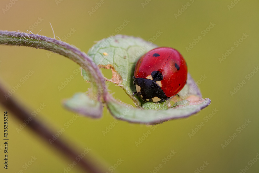 Fototapeta premium ladybug on green leaf