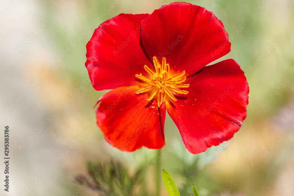 Red California Poppy flower in the garden Red California Poppy flower in the garden