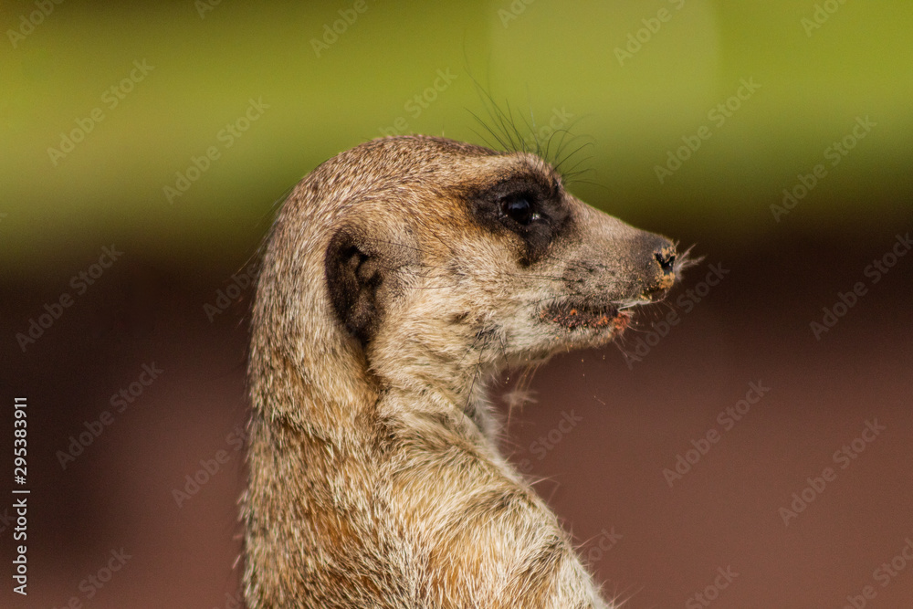 a meerkat watching over its enclosure from a rock a meerkat watching over its enclosure from a rock