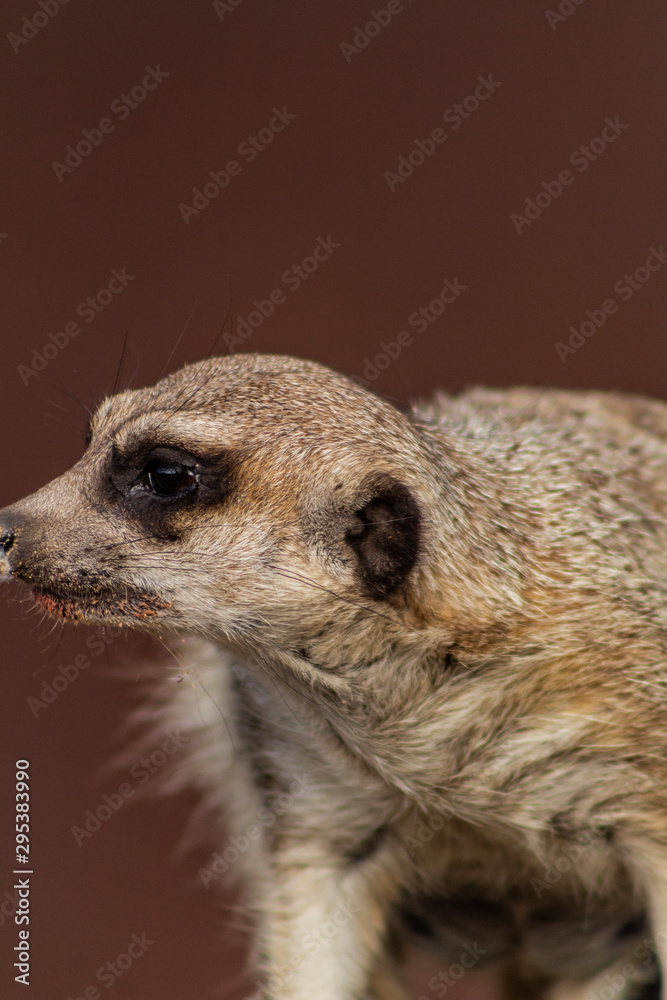a meerkat watching over its enclosure from a rock a meerkat watching over its enclosure from a rock