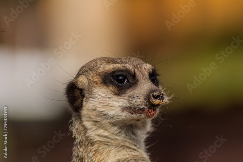 a meerkat watching over its enclosure from a rock © iker