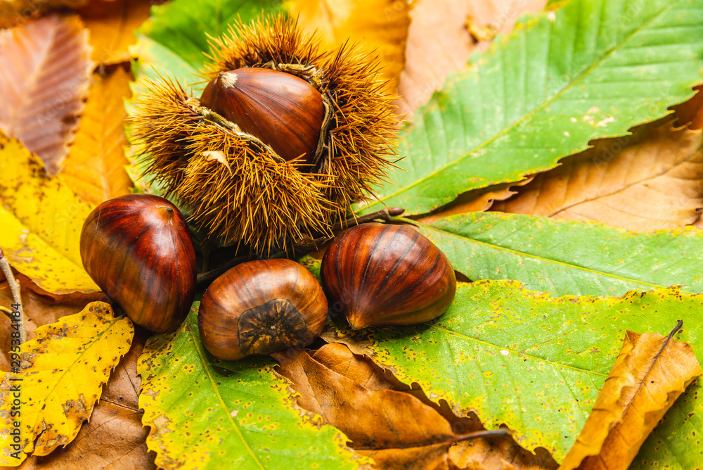 Ripe chestnuts close up with copy space. Raw Chestnuts for Christmas Autumn time Ripe chestnuts close up with copy space. Raw Chestnuts for Christmas Autumn time