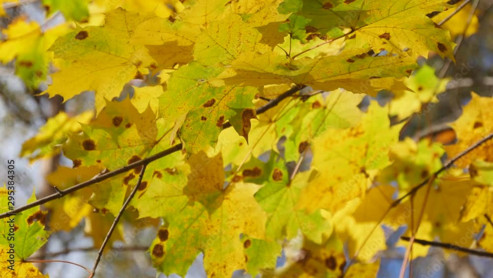 Yellow Autumn Maple Leaves On Wind In Sunny Day Yellow Autumn Maple Leaves On Wind In Sunny Day