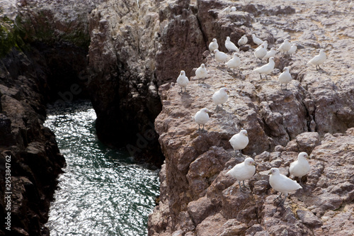 Paloma antartica (Chionis alba), Patagonia, Argentina photo