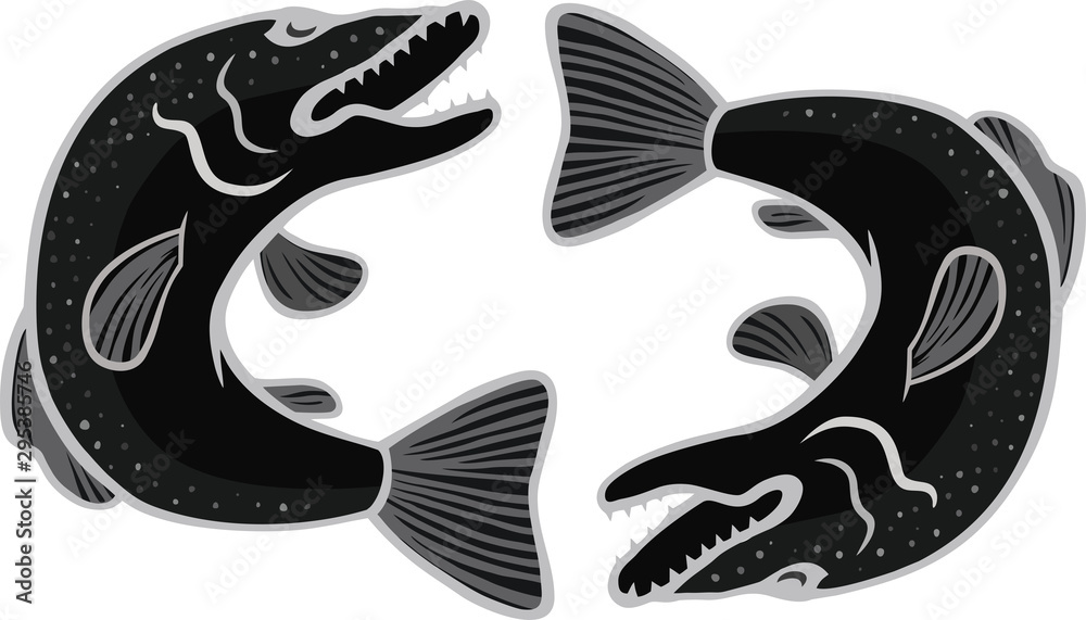 two black and white crucian carp located opposite each other two black and white crucian carp located opposite each other