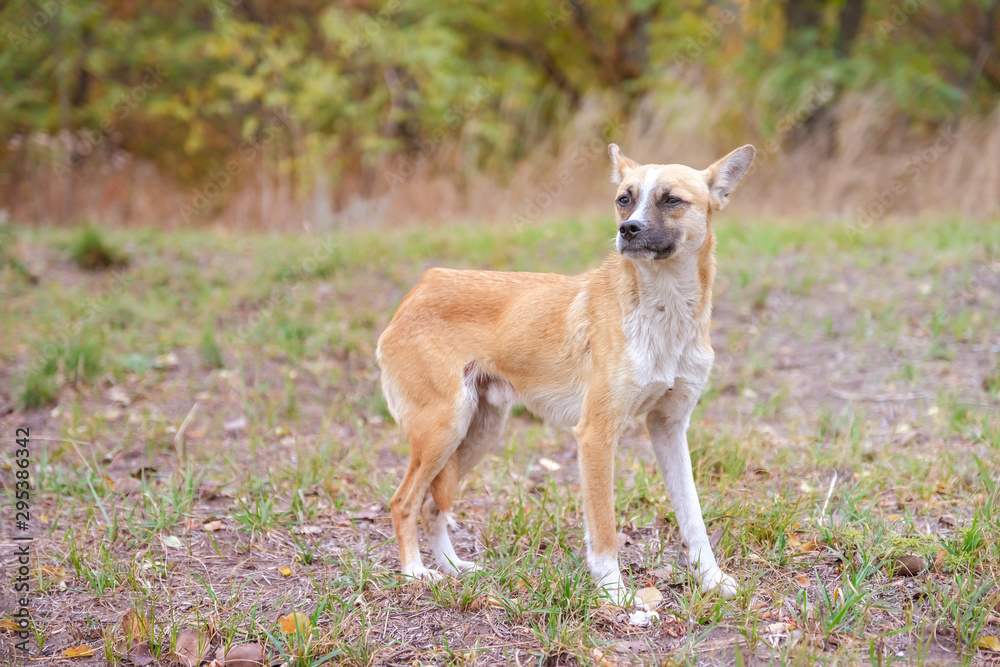 thin, hungry stray dog stay on glade and looks for food in forest