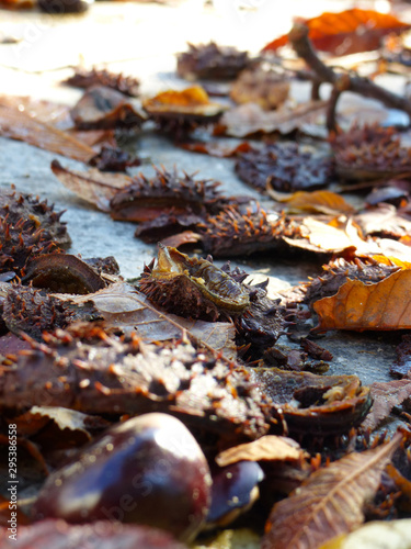 Chestnuts, prickly rind and their leaves on the ground