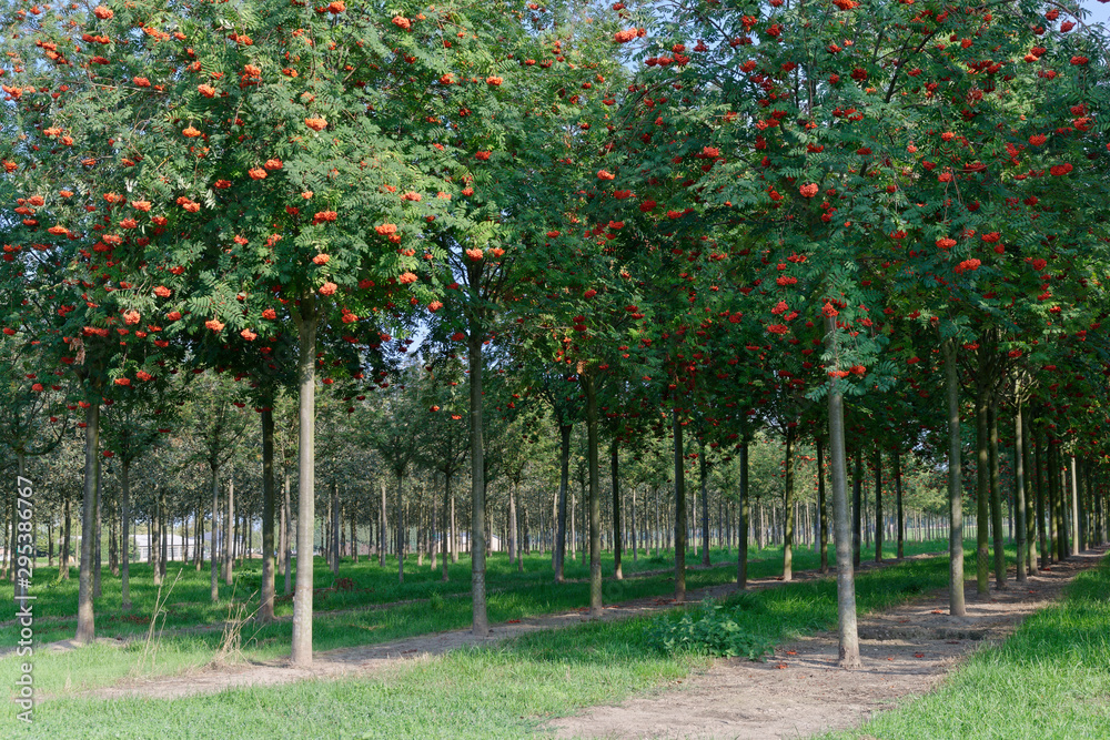 Naklejka premium Mehlbeerbäume in der Baumschule
