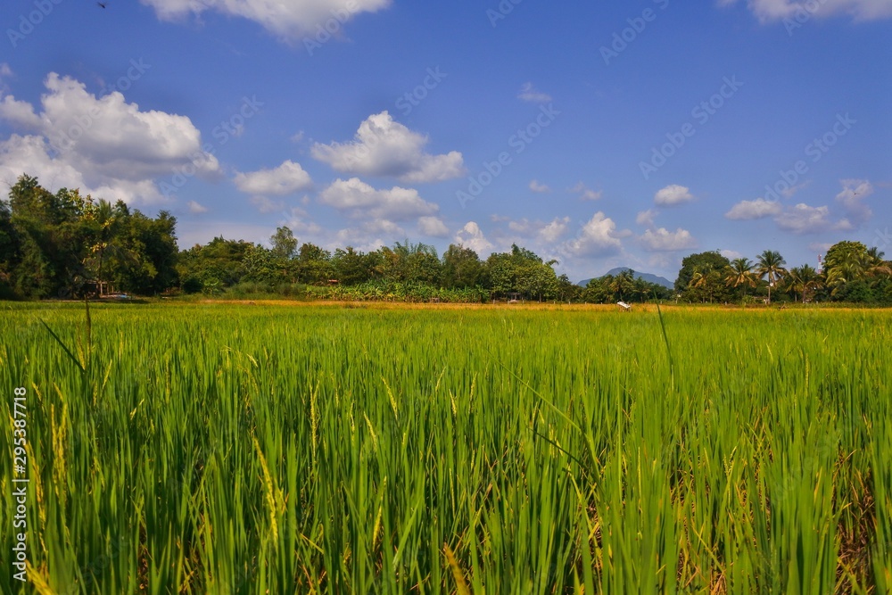 Rice fields in Thailand Rice fields in Thailand