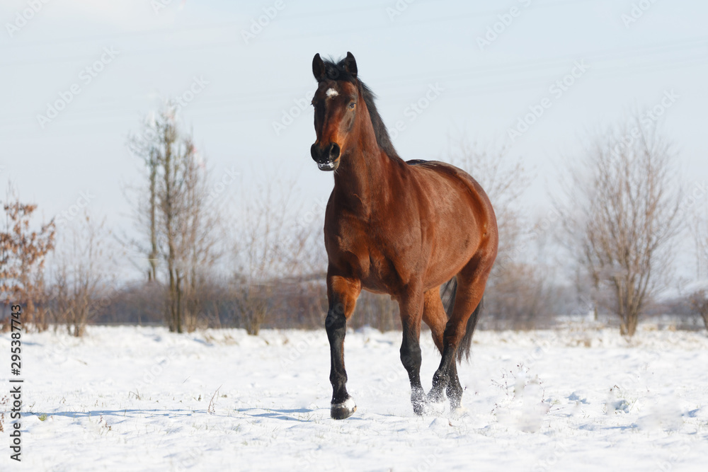 Braunes Pferd galoppiert im Schnee Braunes Pferd galoppiert im Schnee
