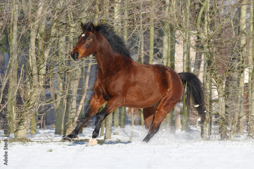 Braunes Pferd galoppiert im Schnee Braunes Pferd galoppiert im Schnee