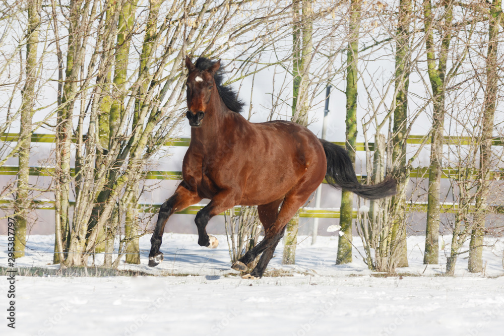 Braunes Pferd galoppiert im Schnee Braunes Pferd galoppiert im Schnee