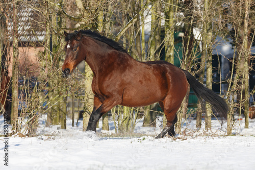 Braunes Pferd galoppiert im Schnee