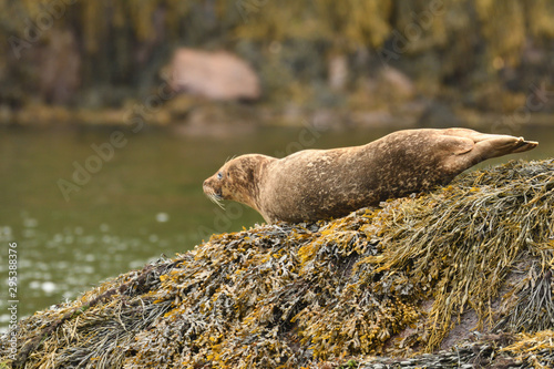 Harbour Seal (Phoca vitulina), Glengarriff, Ireland photo