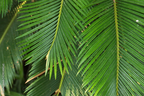 Leaf palm tree. Nature background.