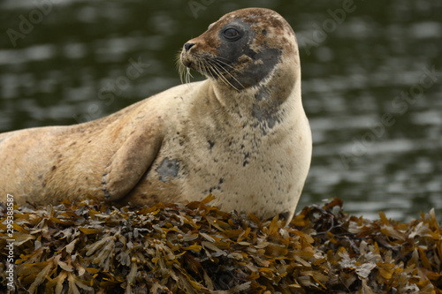 Harbour Seal (Phoca vitulina), Glengarriff, Ireland photo