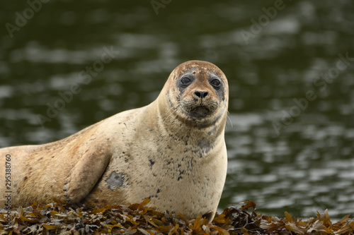 Harbour Seal (Phoca vitulina), Glengarriff, Ireland photo